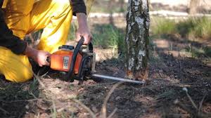 Best Fruit Tree Pruning  in Ransomville, NY