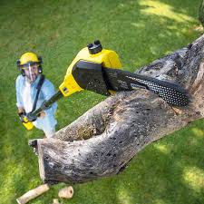 Best Tree Preservation Services  in Ransomville, NY