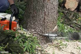 Best Commercial Tree Services  in Ransomville, NY