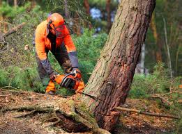 Best Tree Mulching  in Ransomville, NY