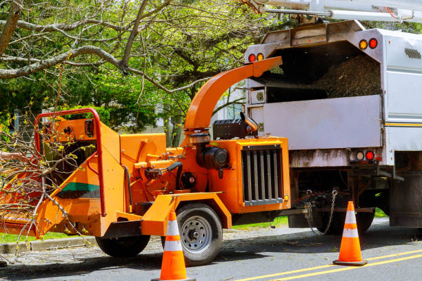 Best Arborist Consultation Services  in Ransomville, NY