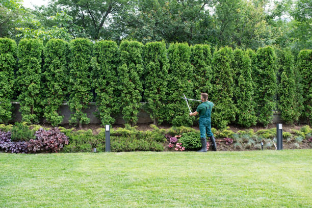 Best Stump Grinding and Removal  in Ransomville, NY