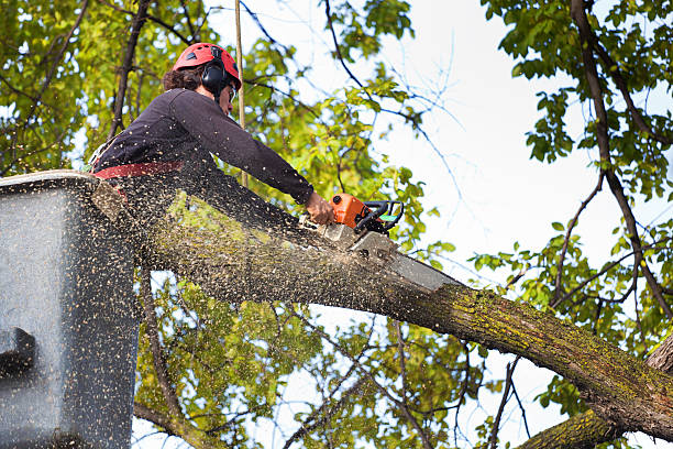 Best Hedge Trimming  in Ransomville, NY