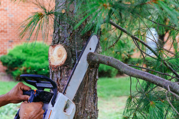Best Leaf Removal  in Ransomville, NY